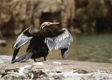 677_Slangenhalsvogel, Katherine Gorge